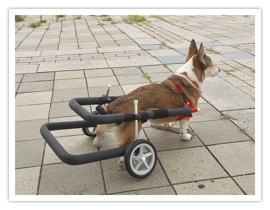 中型犬用歩行器