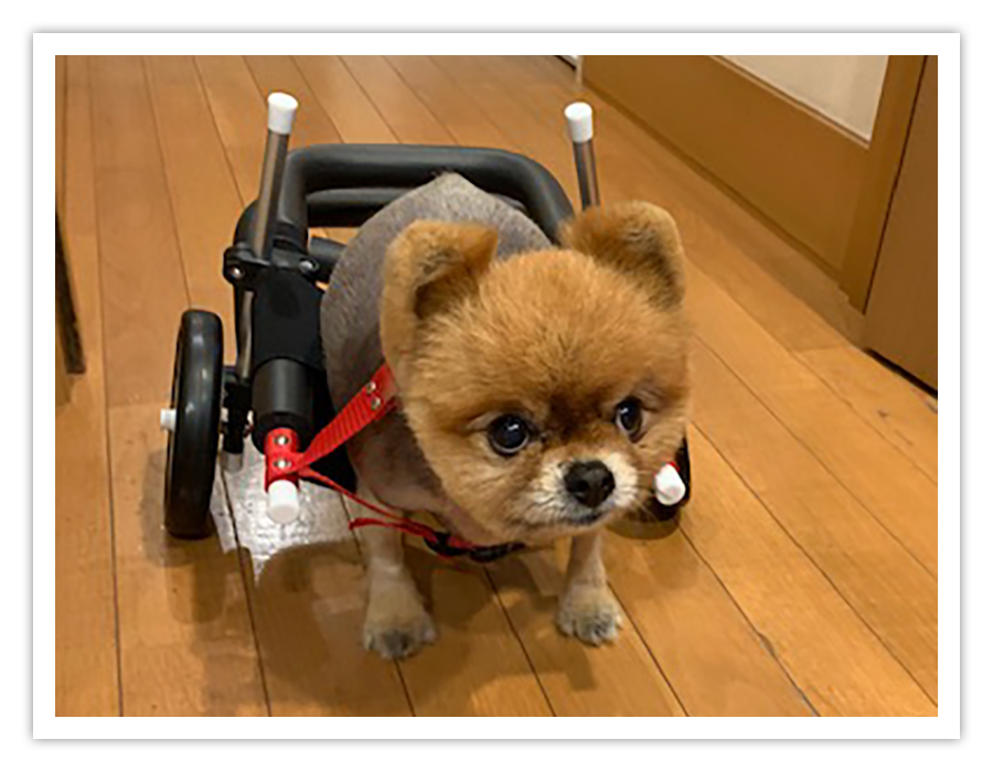 小型犬用車椅子