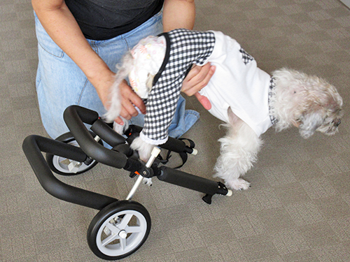 犬用車椅子の装着方法