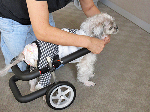 犬用車いすの装着方法