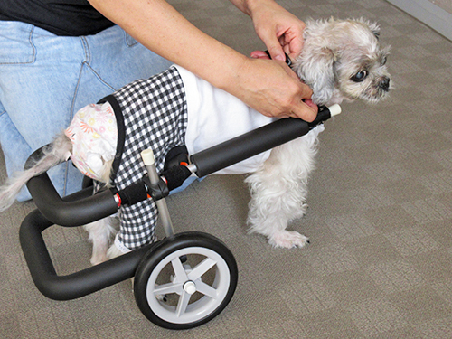 犬用・猫用車椅子（歩行器）｜歩犬舎