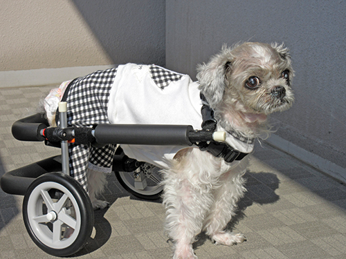 犬用車椅子の装着方法